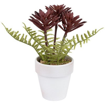  Northlight Succulent Fern In Ceramic Pot - 8"