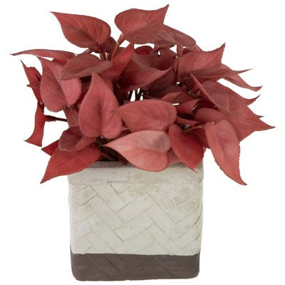  Northlight Real Touch™ Brick Red Artificial Peperomia Plant In Square Lattice Designed Pot - 7 "