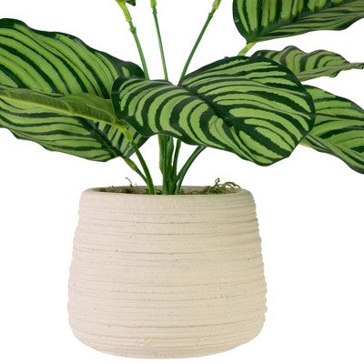  Northlight 13" Artificial Arrowroot Plant In Beige Ceramic Pot