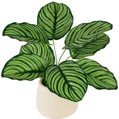  Northlight 13" Artificial Arrowroot Plant In Beige Ceramic Pot