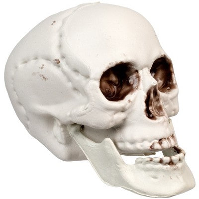  Northlight Skeleton Skull Halloween Decorations - 3.5" - Pack Of 6