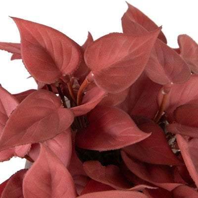  Northlight Real Touch™ Brick Red Artificial Peperomia Plant In Square Lattice Designed Pot - 7 "