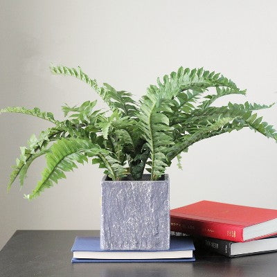  Northlight 13" Boston Fern Artificial Plant In Square Pot - Green/Gray