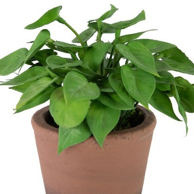  Northlight Real Touch™ Artificial Peperomia Watermelon Begonia Plant In Terracotta Style Pot - 7"