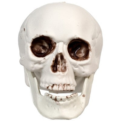  Northlight Skeleton Skull Halloween Decorations - 3.5" - Pack Of 6