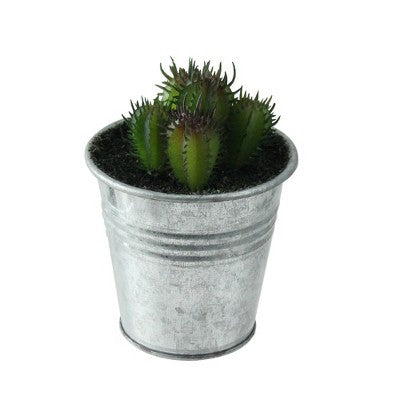  Northlight 4" Echeveria Succulent In Watering Can Artificial Potted Plant - Green/Silver