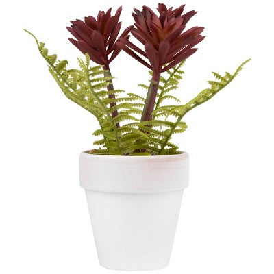  Northlight Succulent Fern In Ceramic Pot - 8"