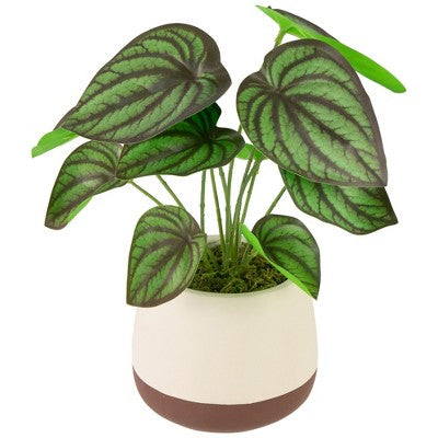  Northlight 10.25" Artificial Peperomia Plant In Two-Tone Ceramic Pot