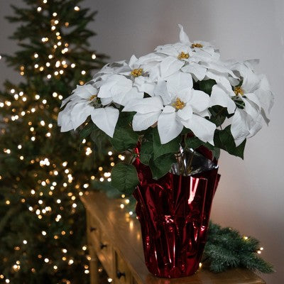  Northlight 22" White Artificial Christmas Poinsettia Flowers With Red Wrapped Base