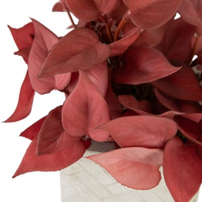  Northlight Real Touch™ Brick Red Artificial Peperomia Plant In Square Lattice Designed Pot - 7 "